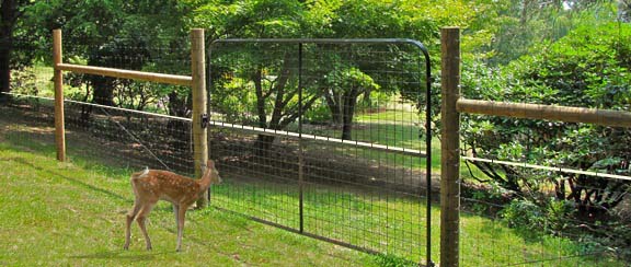 Deer fencing