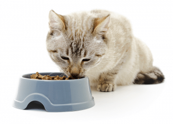 Cat food